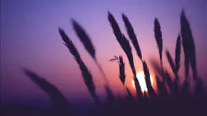 1366x768 Hd Desktop Grass