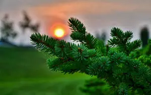 3D Desktop Green Pine Tree