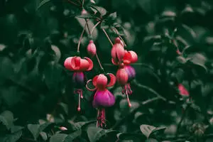 4K Tablet Exotic Flowers