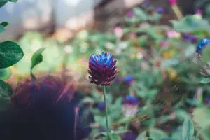 Acorn-Like Purple Flower