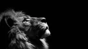 Amazung 3d Lion Desktop
