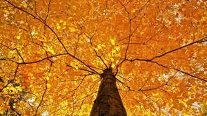 Autumn Tree Yellow HD