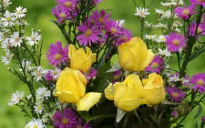 Natural Beautiful Flowers Pictures