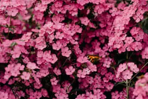 Sibella Carmine Beautiful Flowers Pictures