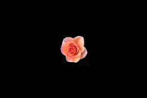 Blooming Rose Black And Pink Flower Desktop