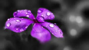 Stunning Purple Flower in Monochrome