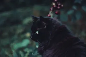 Black Furry Cat Animal 
