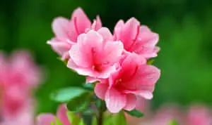 Vibrant Blooming Flowers in a Lush Garden