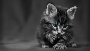 A Lone Blue-Eyes Cat Resting Against a White Wall