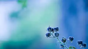 A flower of blues and beauty on a desktop
