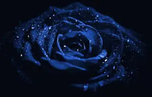  Caption: Saturated Blue Flower Brightening Desktop Background 