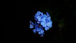 Blue Flowers Desktop Plumbago Auriculata
