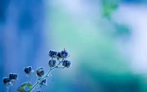 “Beautiful Blue Flowers on a Desktop Background”