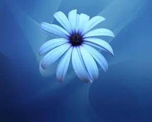 Enchanting Blue Flower Accentuated on Abstract Backdrop