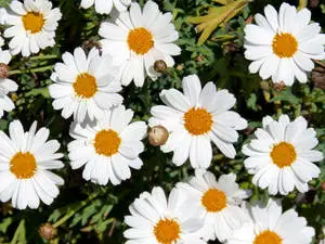 Blumen Flower Desktop