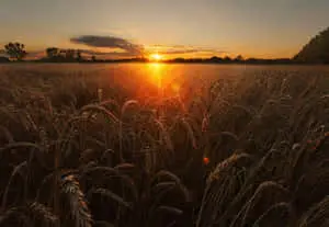  A Soothing Breeze at Sunset 