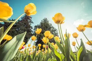 A Vibrant Display of Bright Yellow Flowers in a Beautiful Garden