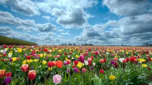 Colorful Tulips Flower Field