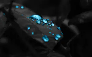 Cool Desktop Black Leaf