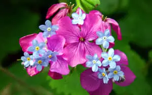 a pink flower with blue flowers
