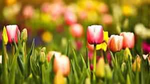 Flower Aesthetic Cute Spring Desktop