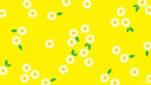 a yellow background with white daisies on it