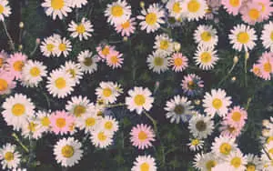 daisies in the field with a black background