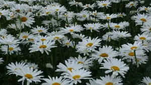 a field of white daisies with yellow centers