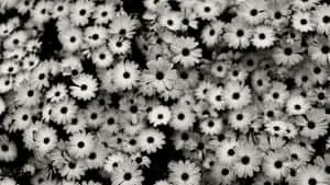 black and white photo of a bunch of flowers