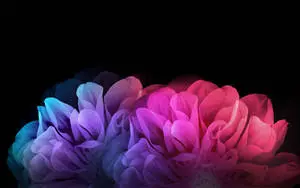 Dark HD Flowers Abstract Desktop