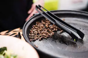 Exotic Beetle Food Desktop