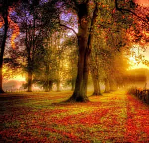 Serene Sunset Fall Computer Background