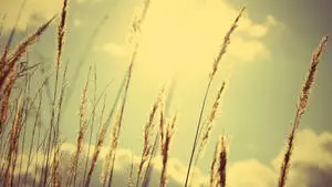 Cute Farm Desktop
