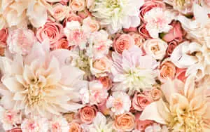 a close up of a bunch of flowers