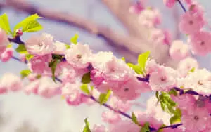 pink flowers on a branch with green leaves