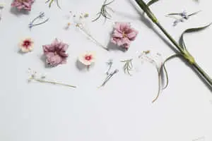 flowers and leaves on a white background