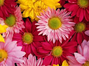 Beautiful Daisy in Full Bloom