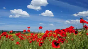 Brighten up your life with a beautiful Flower Desktop