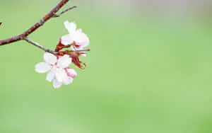 Colorful Blooming Flowers on a Soft Blue Background 