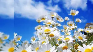 Colorful Flowers Blooming on a Sunny Day