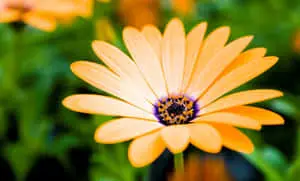 Image  A Vibrant Floral Desktop Background