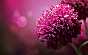 a pink flower with a blurred background
