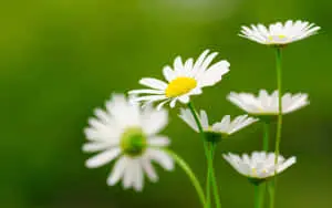 Bring the beauty of nature to your workspace with this stunning flower desktop wallpaper.