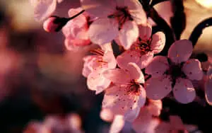 Bright and Colorful Flower Desktop Wallpaper