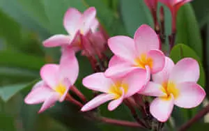 Bright Summer Flowers Bordering Beautiful Desktop Background