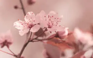 Enjoy the beauty of colorful nature on your desktop background