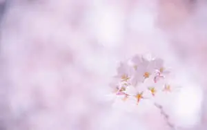 Image  Closeup of vibrant pink flower on a desktop