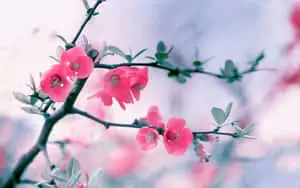 Enjoy the beautiful day with our Flower Desktop wallpaper