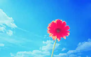 a single pink flower is standing in the blue sky