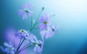 "Beauty blooms on your desktop"